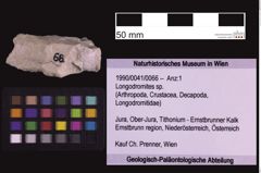 Foto (Objekt + Etiketten) von Longodromites sp. (NHMW-GEO-1990-0041-0066)